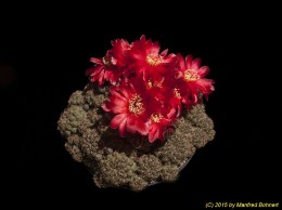 Sulcorebutia canigueralii HS71 2153